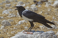 Corvus albus